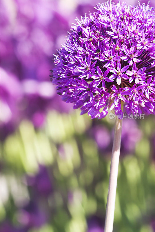 荷兰Allium 'Purple Sensation' -六